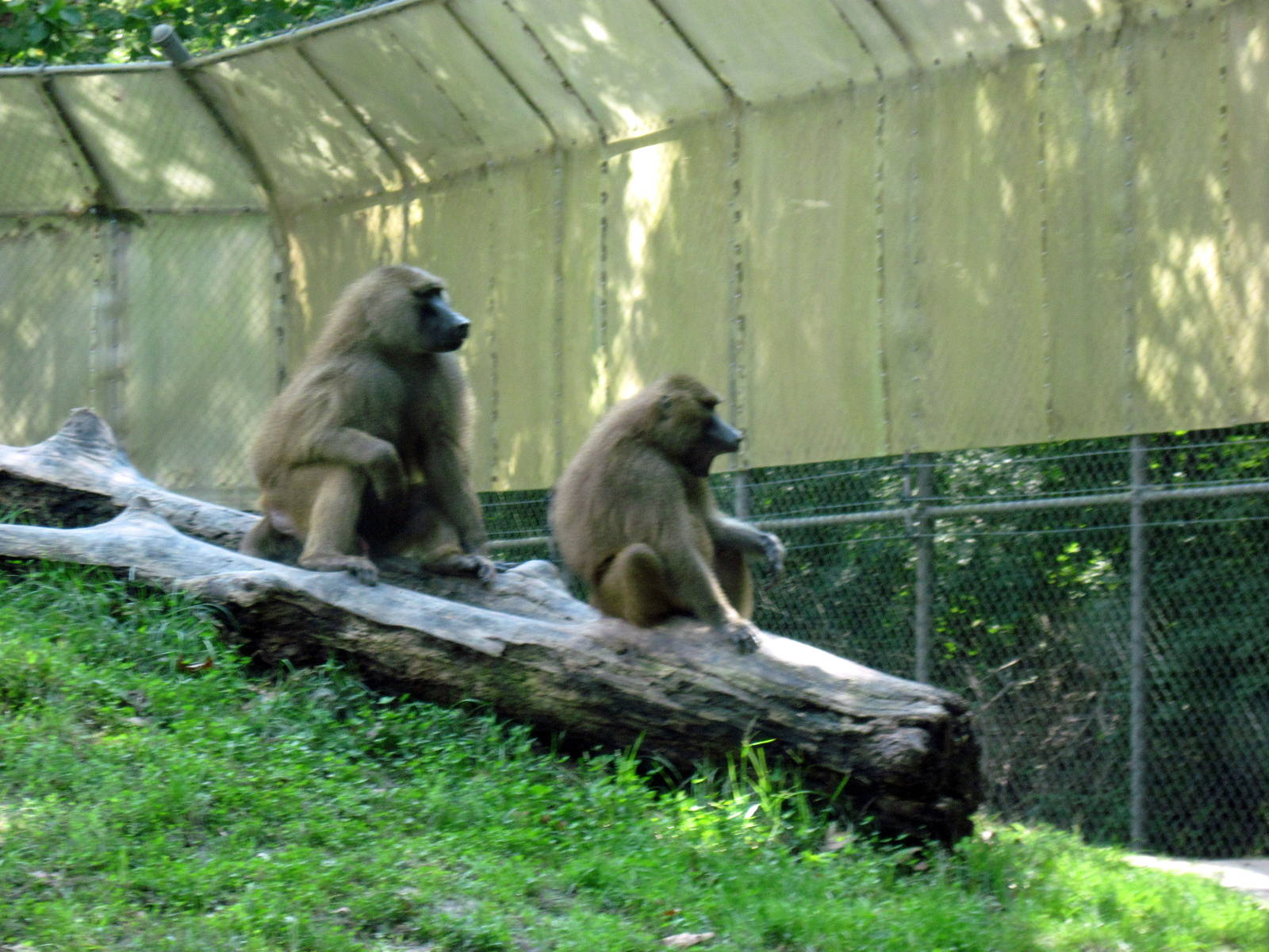 Africa-Guinea Baboons