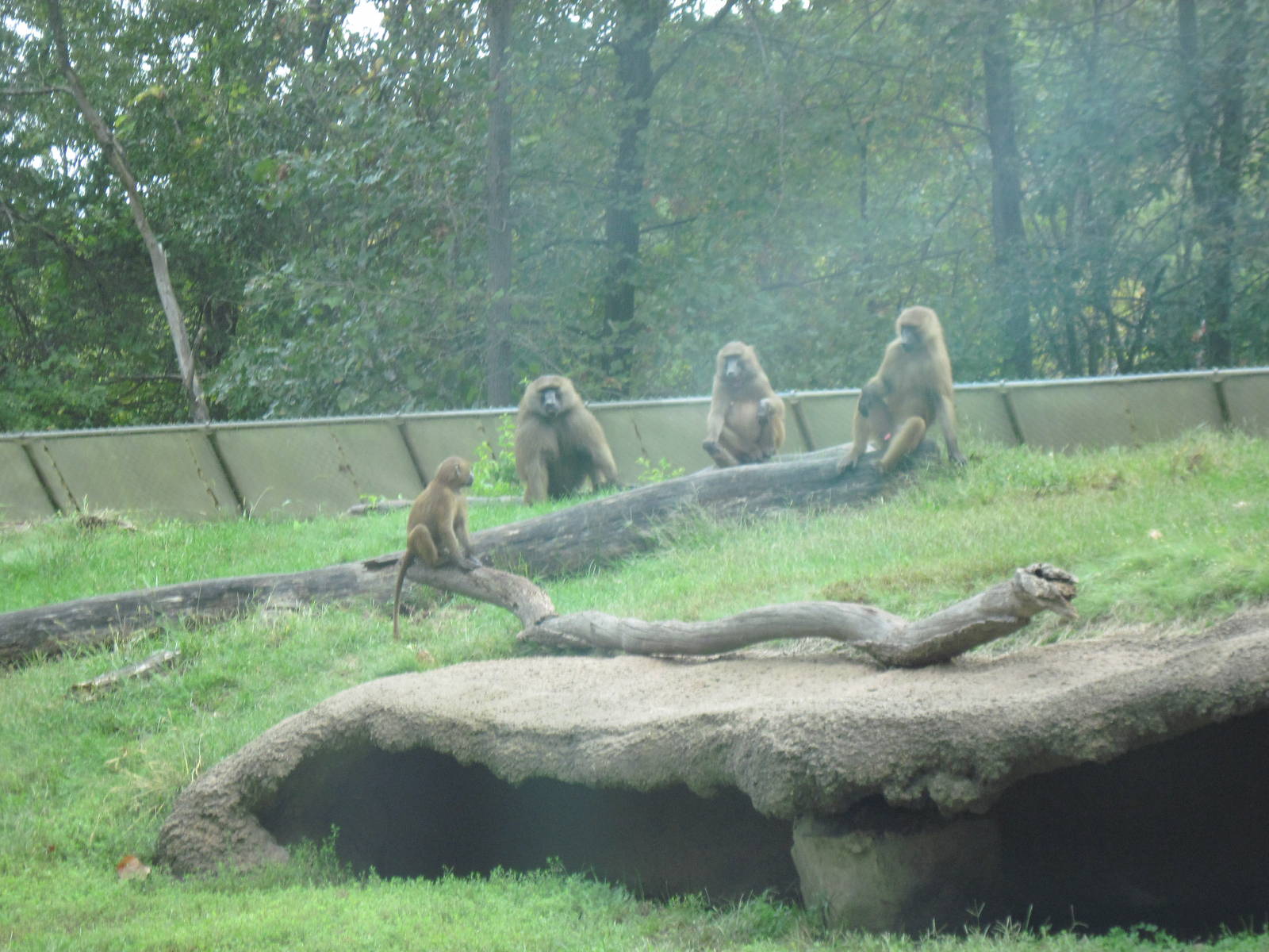 Africa-Guinea Baboons