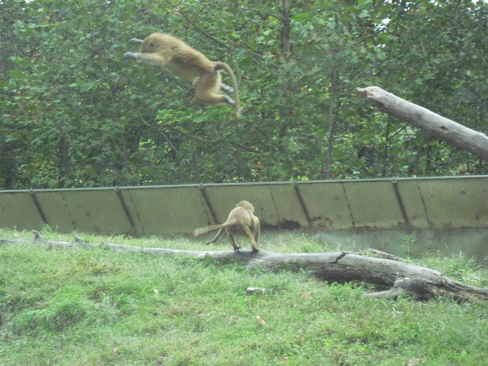 Africa-Guinea Baboons