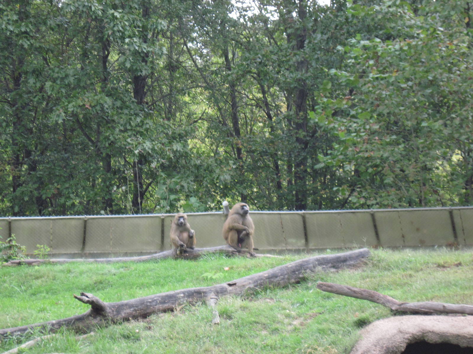Africa-Guinea Baboons