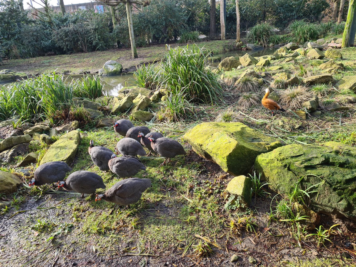 Africa - Guineafowl and Ruddy shelduck in Vulture rock aviary