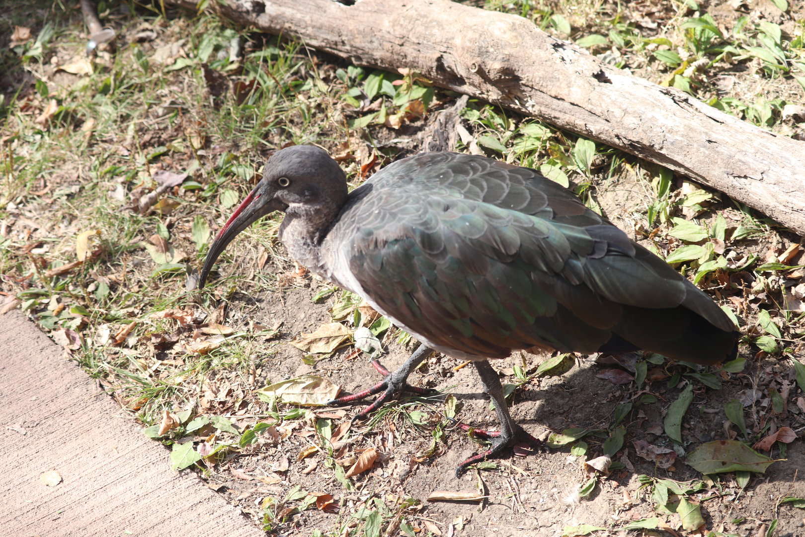 Africa - Hadada Ibis