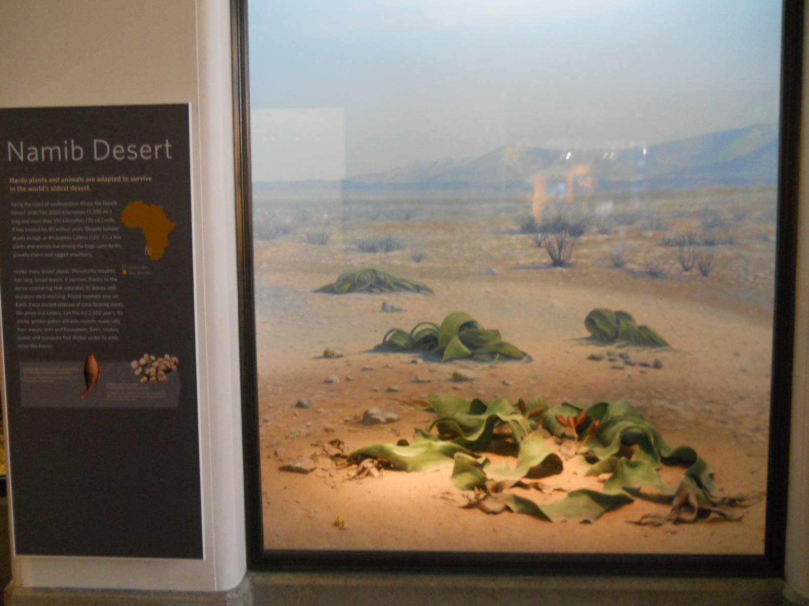 Africa Hall Namib desert diorama
