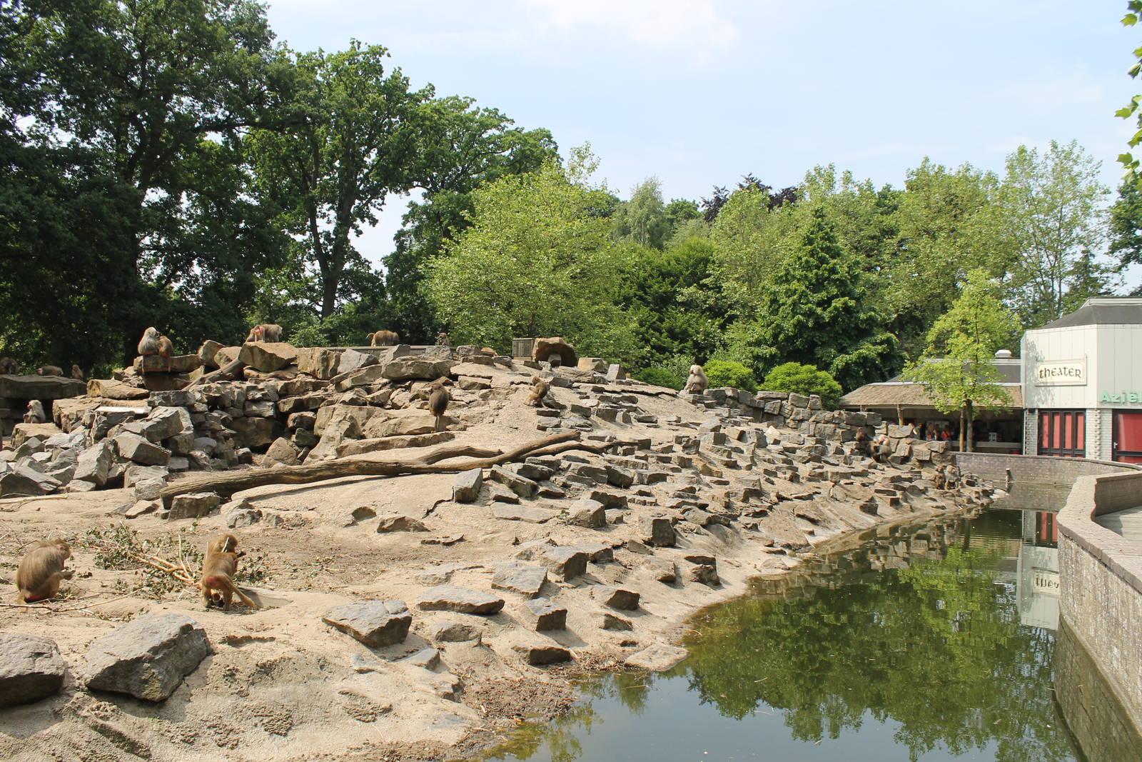 Africa - Hamadryas baboon island