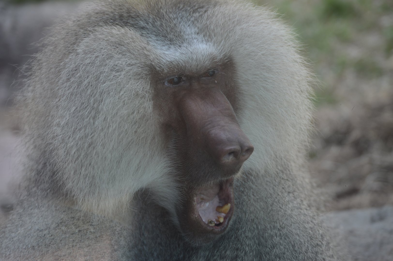 Africa - Hamadryas Baboon (Papio hamadryas)