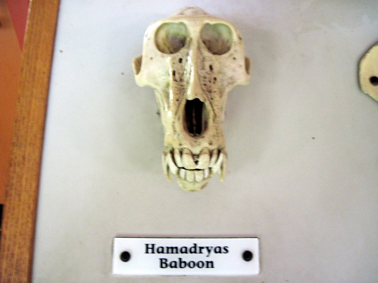 Africa-Hamadryas Baboon Skull