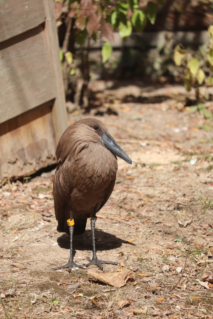 Africa - Hamerkop
