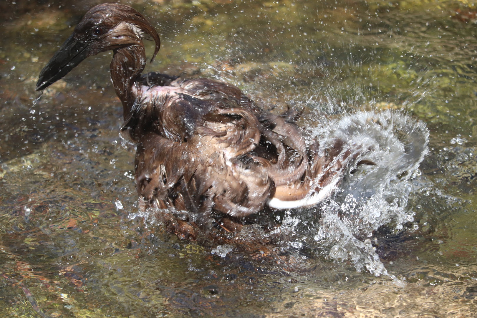 Africa - Hamerkop