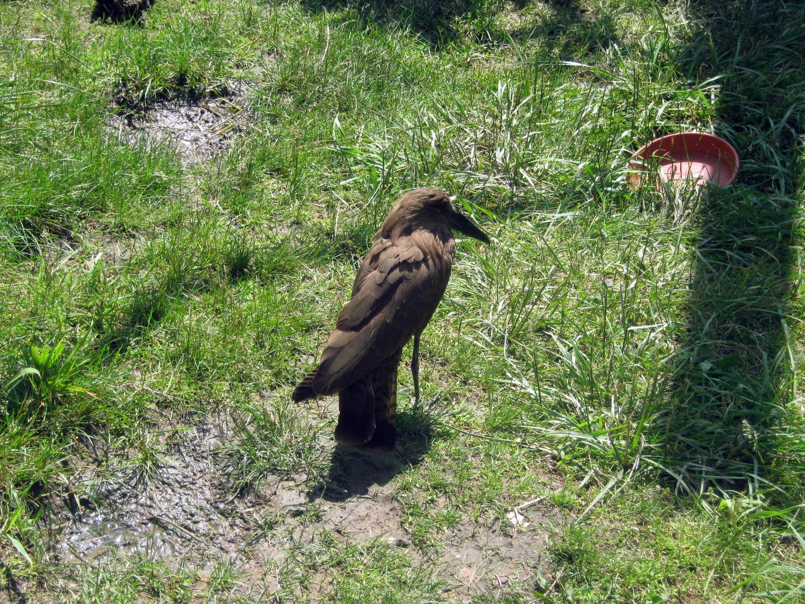 Africa-Hammerkop
