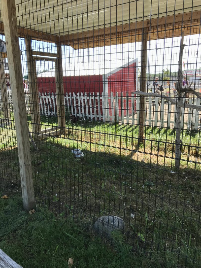 “Africa”- Harris hawk exhibit