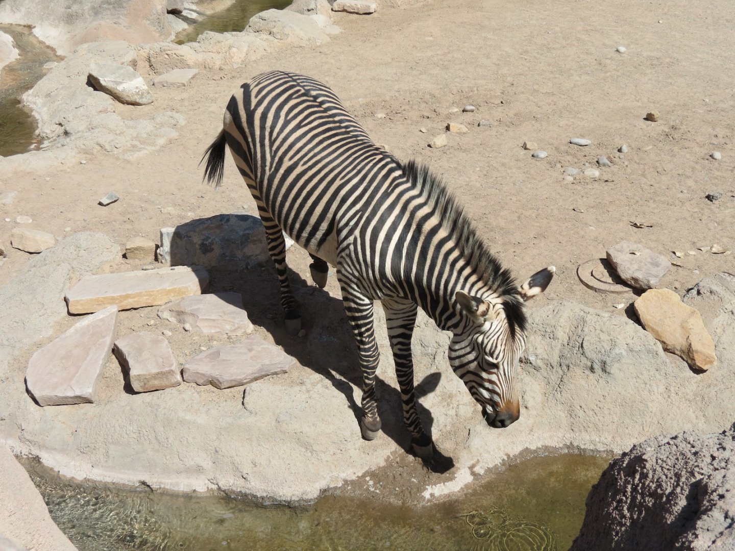 Africa - Hartmann's Mountain Zebra Exhibit