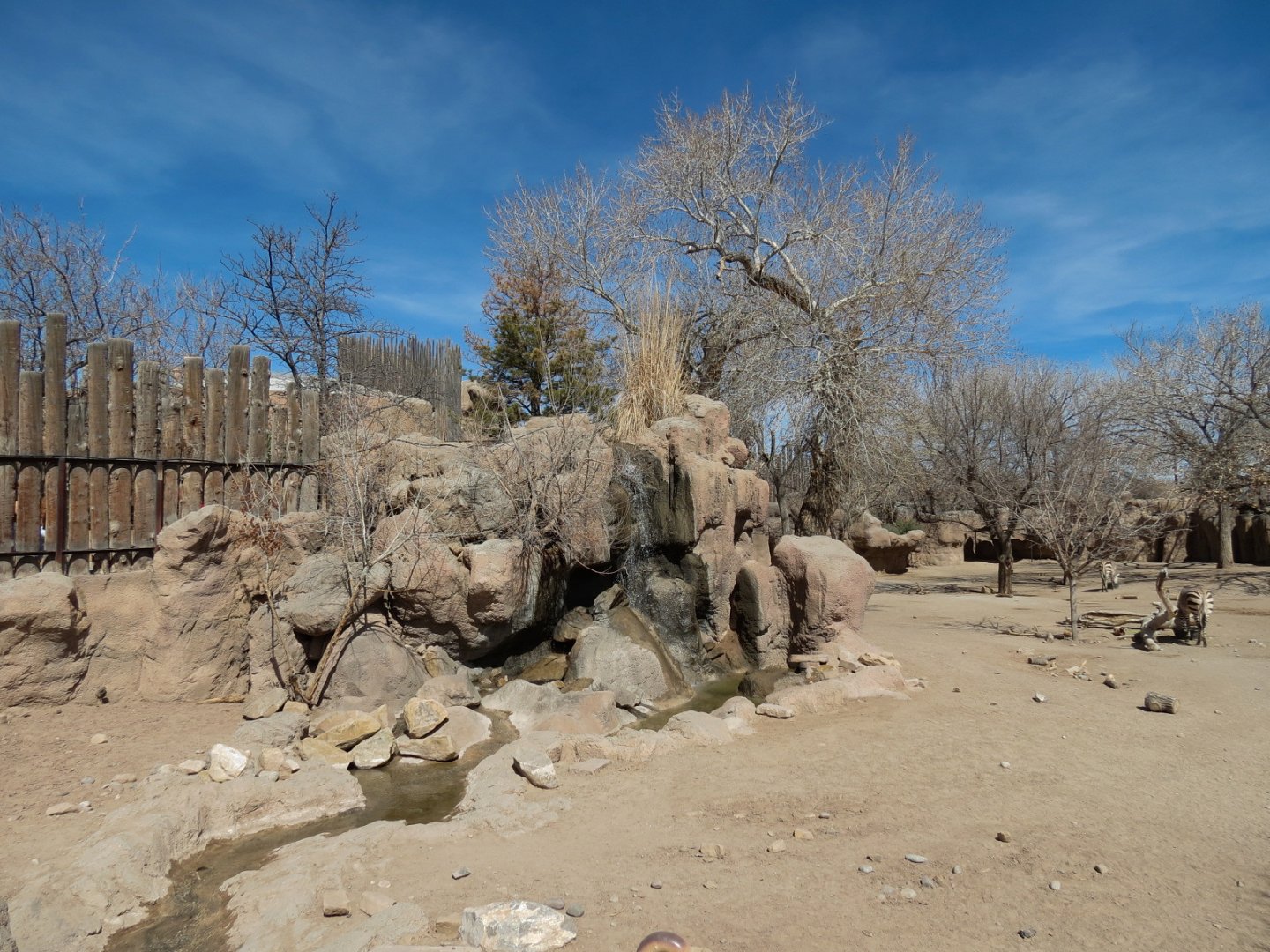 Africa - Hartmann's Mountain Zebra Exhibit