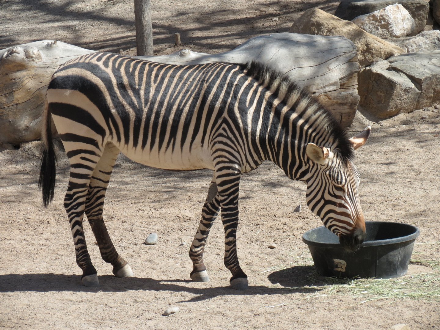 Africa - Hartmann's Mountain Zebra Exhibit