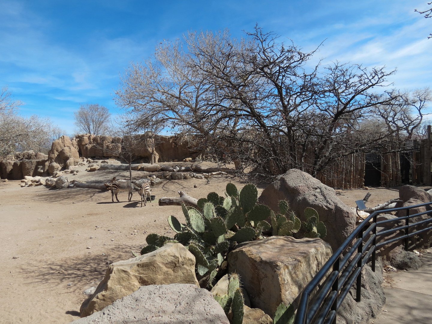 Africa - Hartmann's Mountain Zebra Exhibit