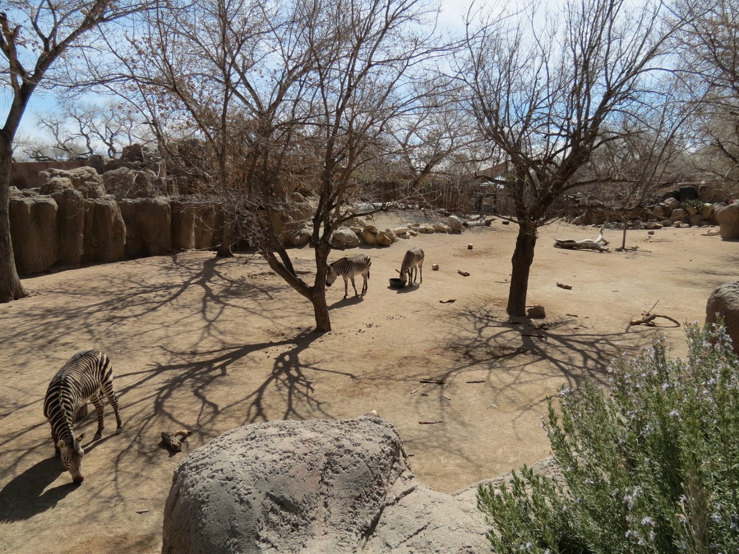 Africa - Hartmann's Mountain Zebra Exhibit