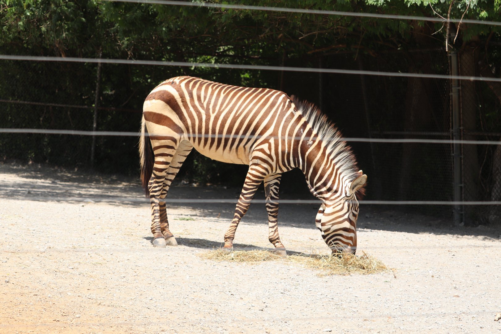 Africa - Hartmann’s Mountain Zebra