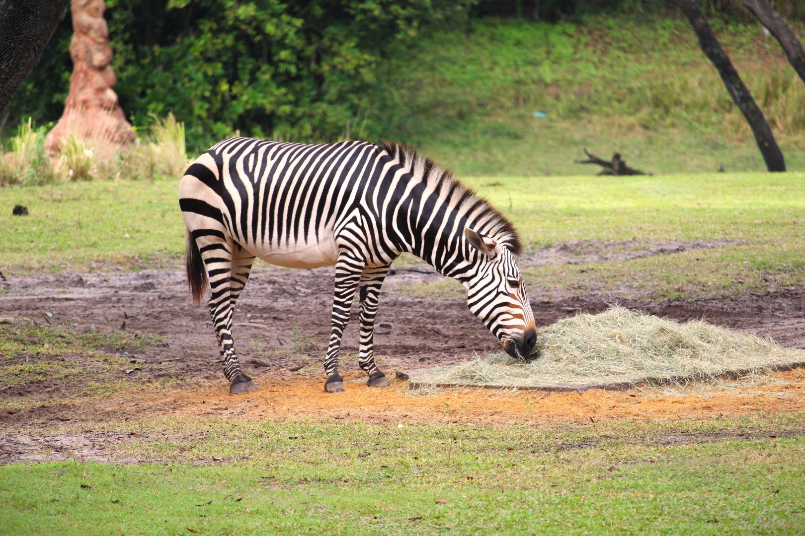 Africa - Hartmann's Mountain Zebra