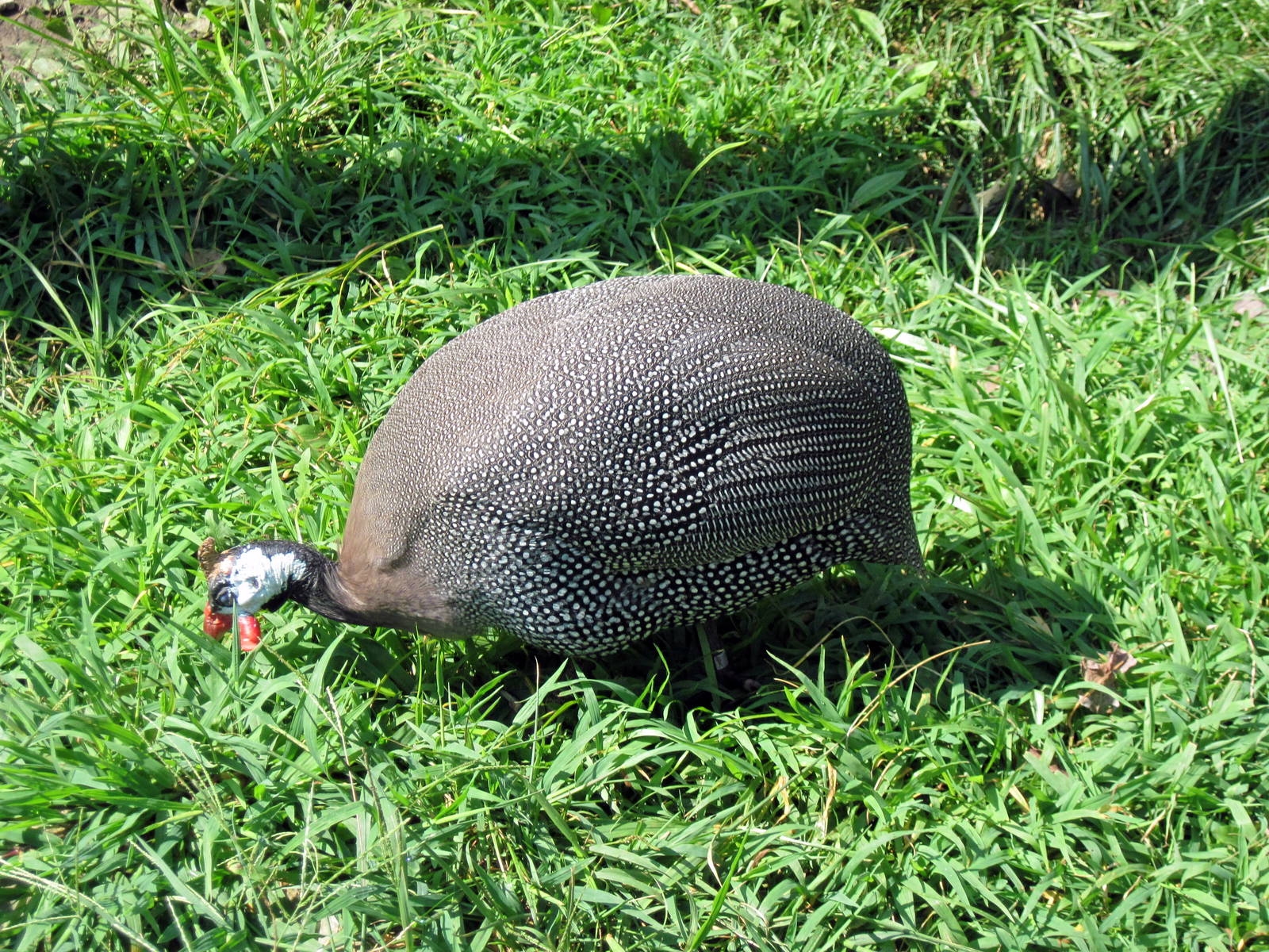 Africa-Helmeted Guineafowl