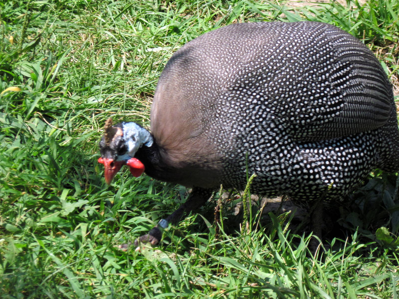 Africa-Helmeted Guineafowl