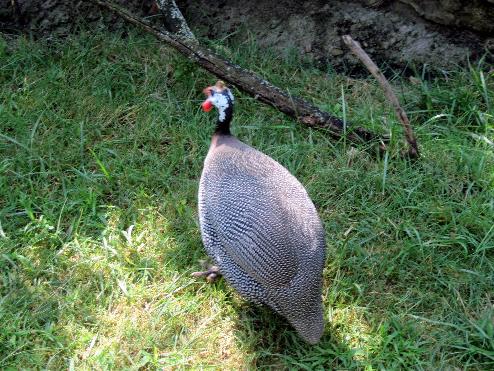 Africa-Helmeted Guineafowl
