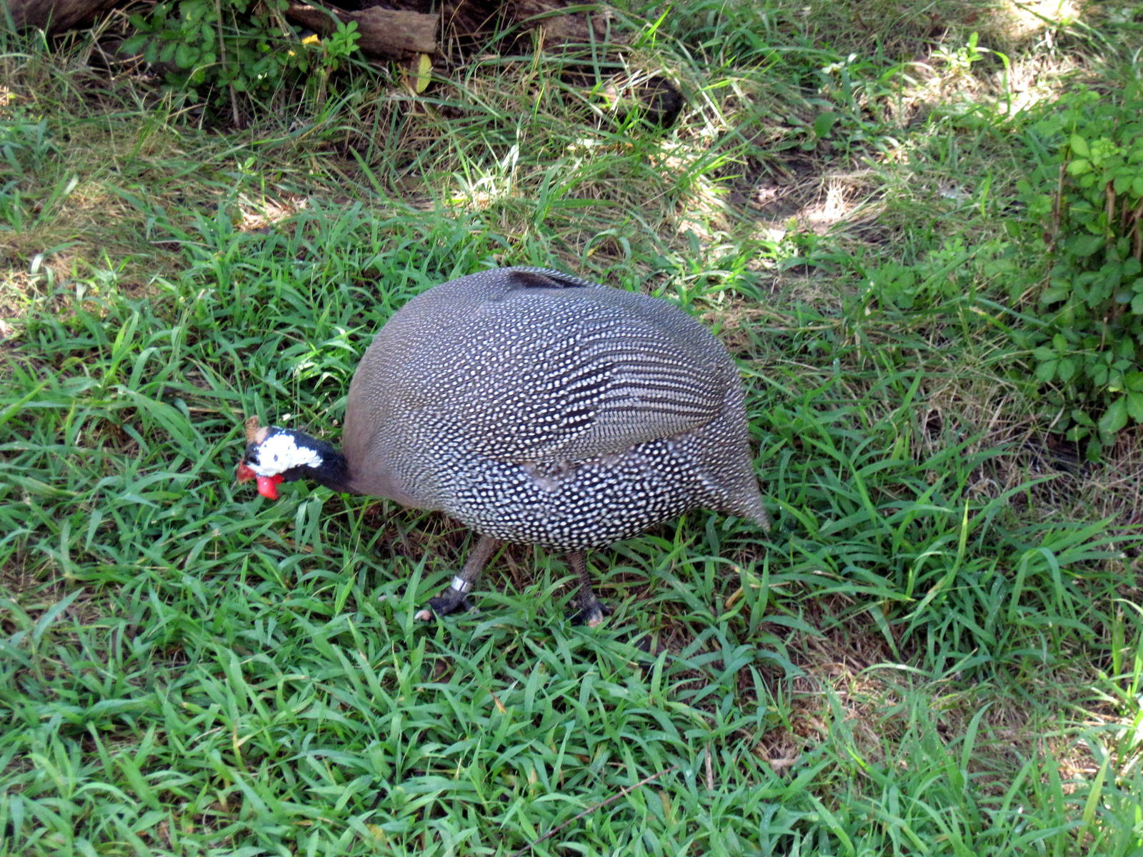 Africa-Helmeted Guineafowl