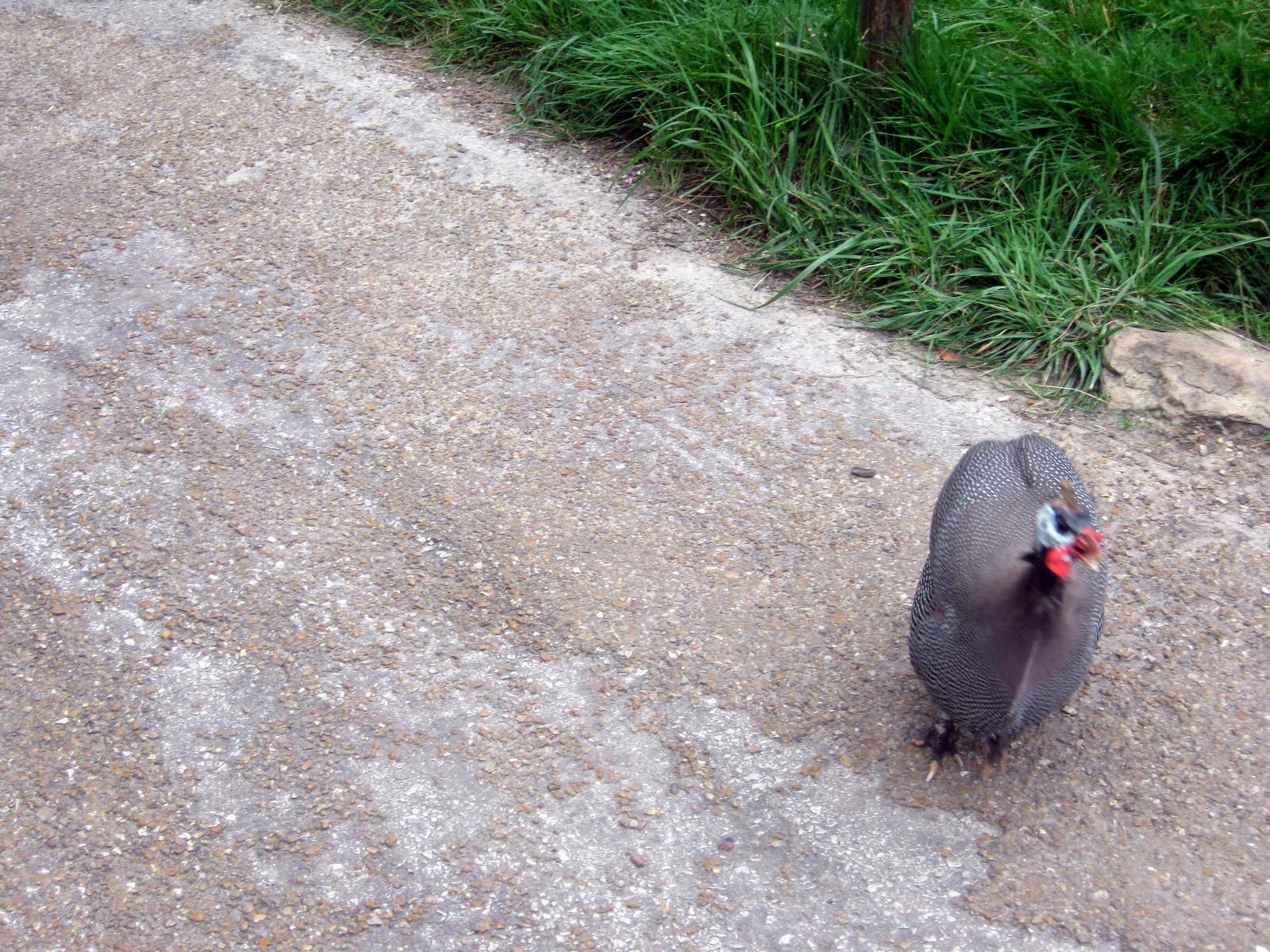 Africa-Helmeted Guineafowl