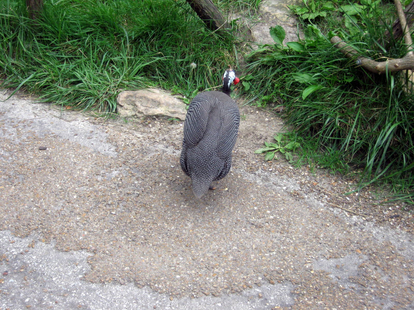 Africa-Helmeted Guineafowl