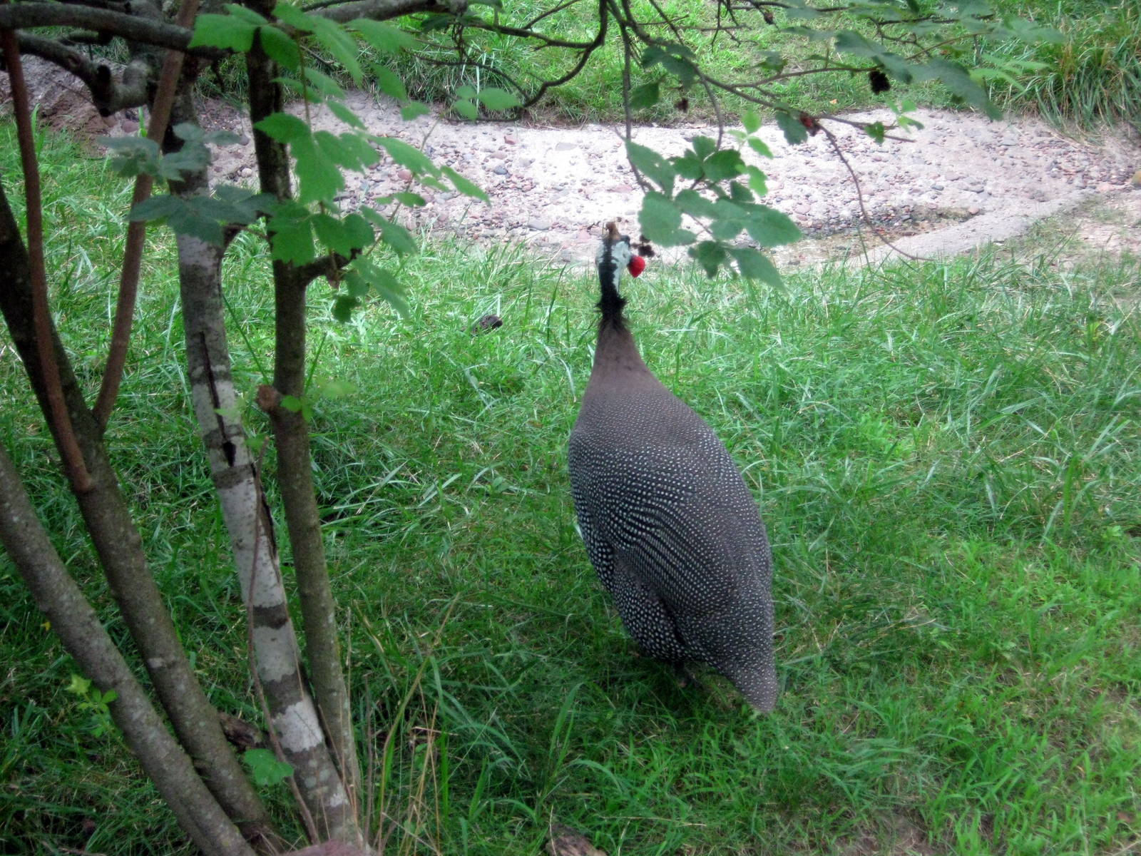 Africa-Helmeted Guineafowl