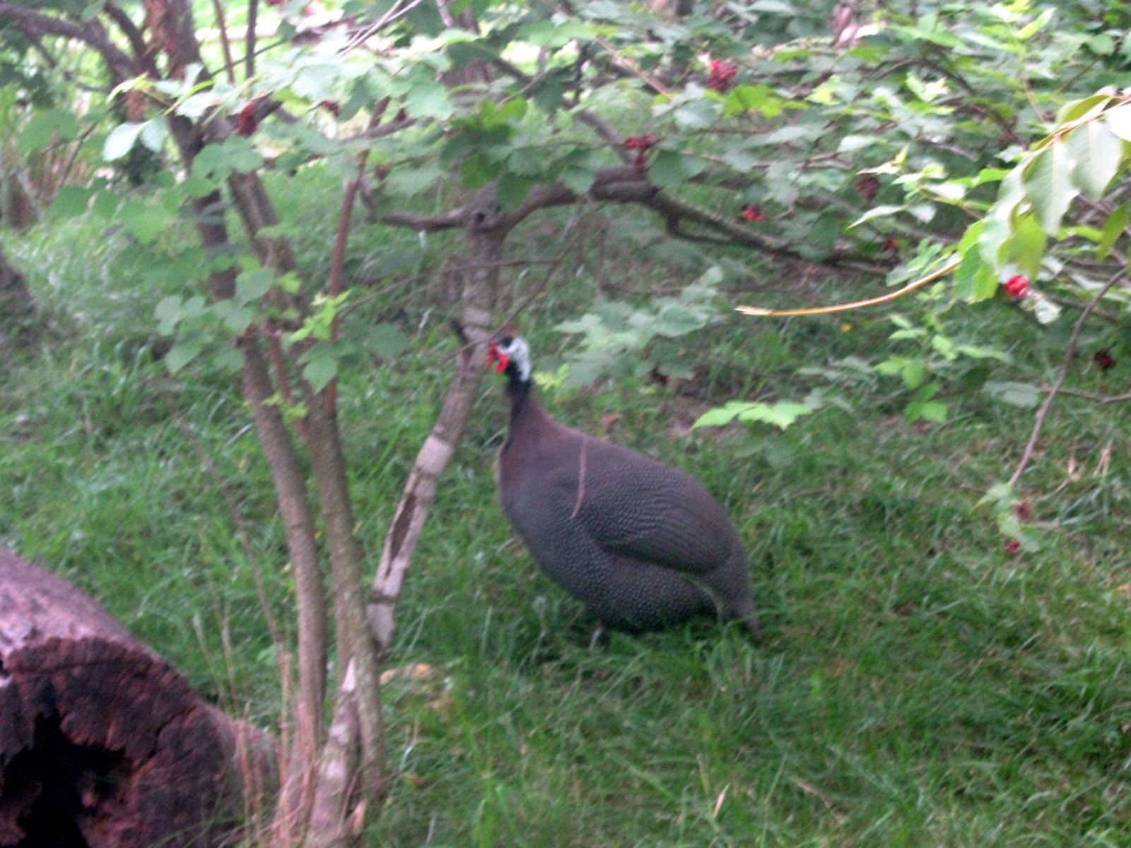 Africa-Helmeted Guineafowl