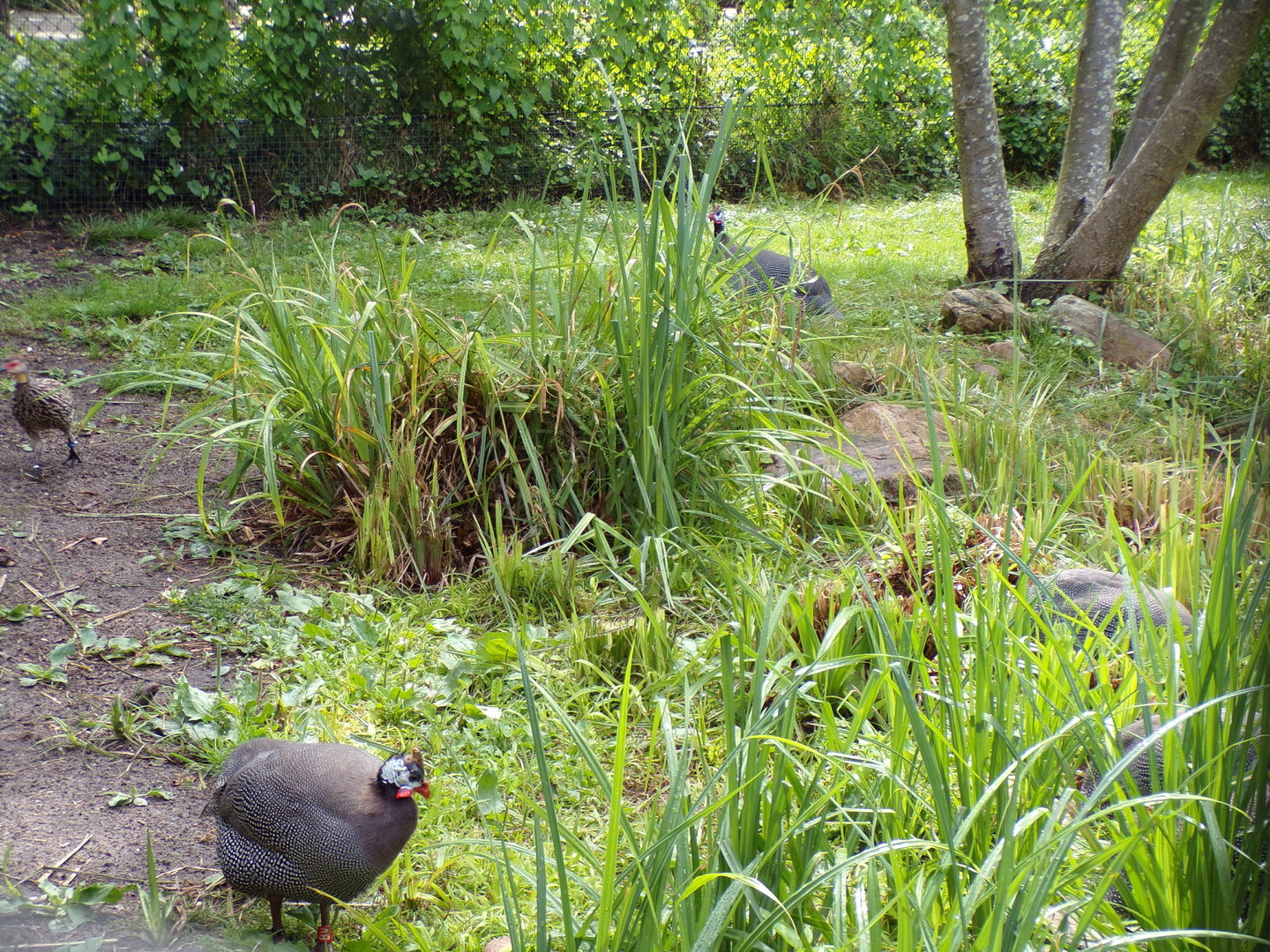 Africa- Helmeted gunieafowl 13.7.23