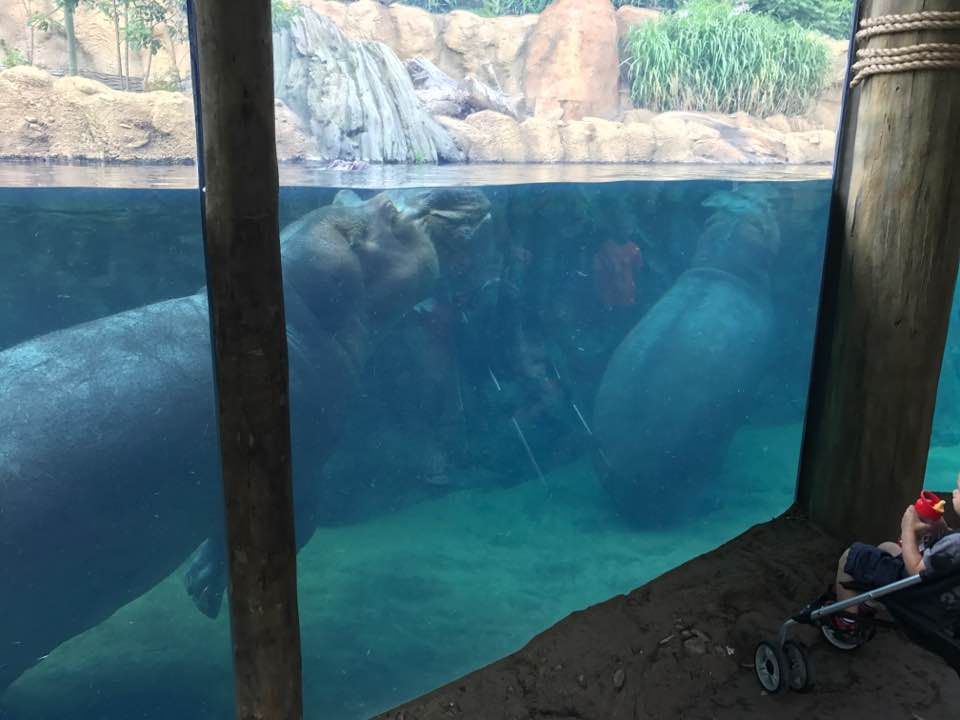 Africa- Hippo Cove