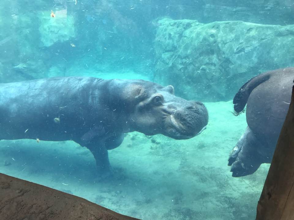 Africa- Hippo Cove