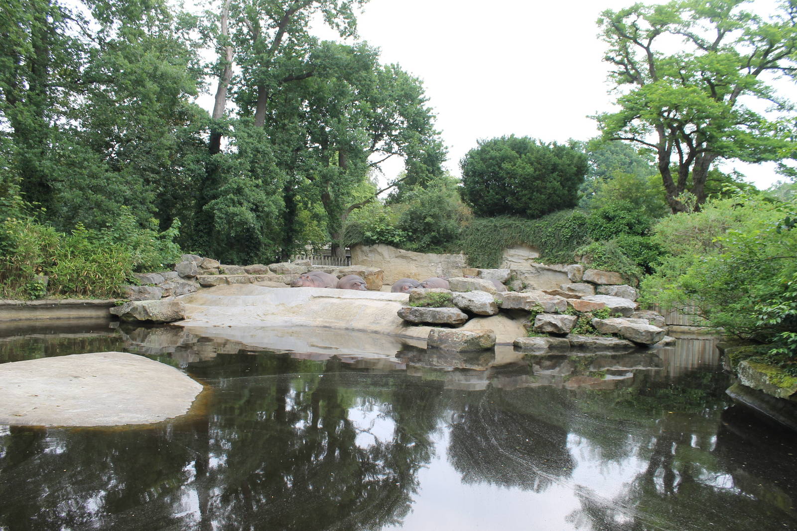 Africa - Hippo enclosure