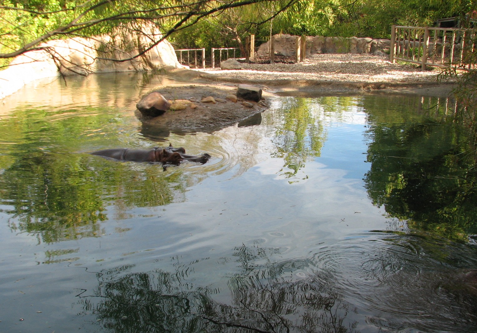 Africa - Hippo Exhibit