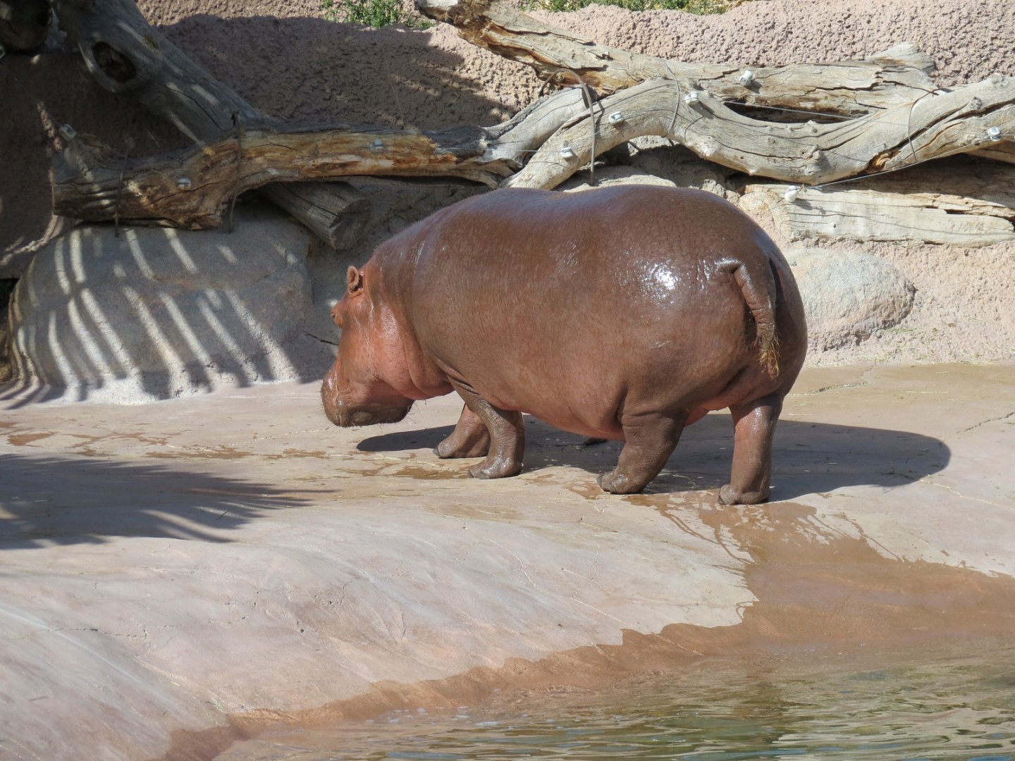 Africa - Hippopotamus Exhibit