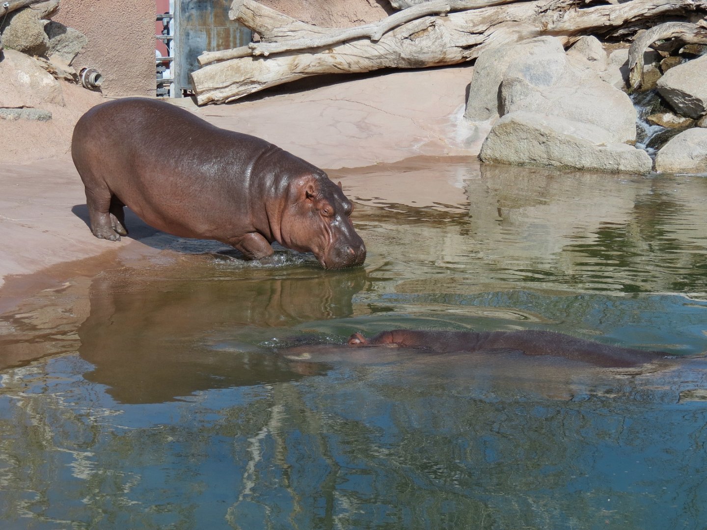 Africa - Hippopotamus Exhibit