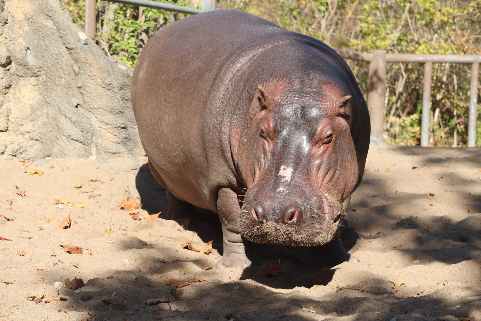 Africa - Hippopotamus