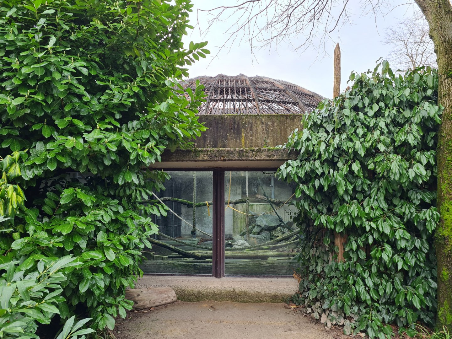 Africa - Historic gorilla habitat, now separation enclosure