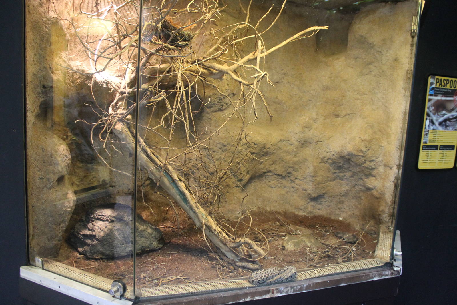 Africa House - African egg-eating snake exhibit