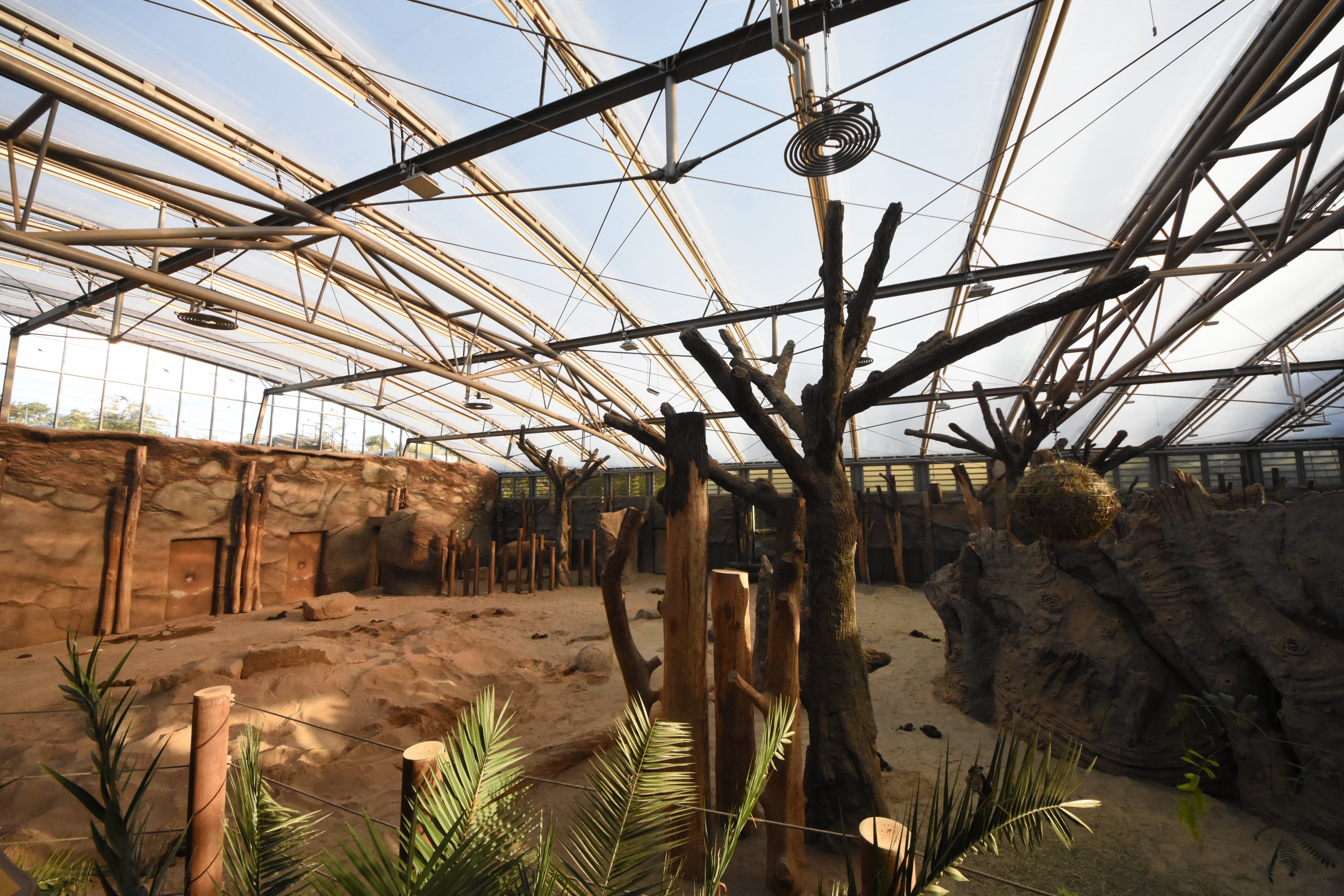 Africa house - African elephant indoors