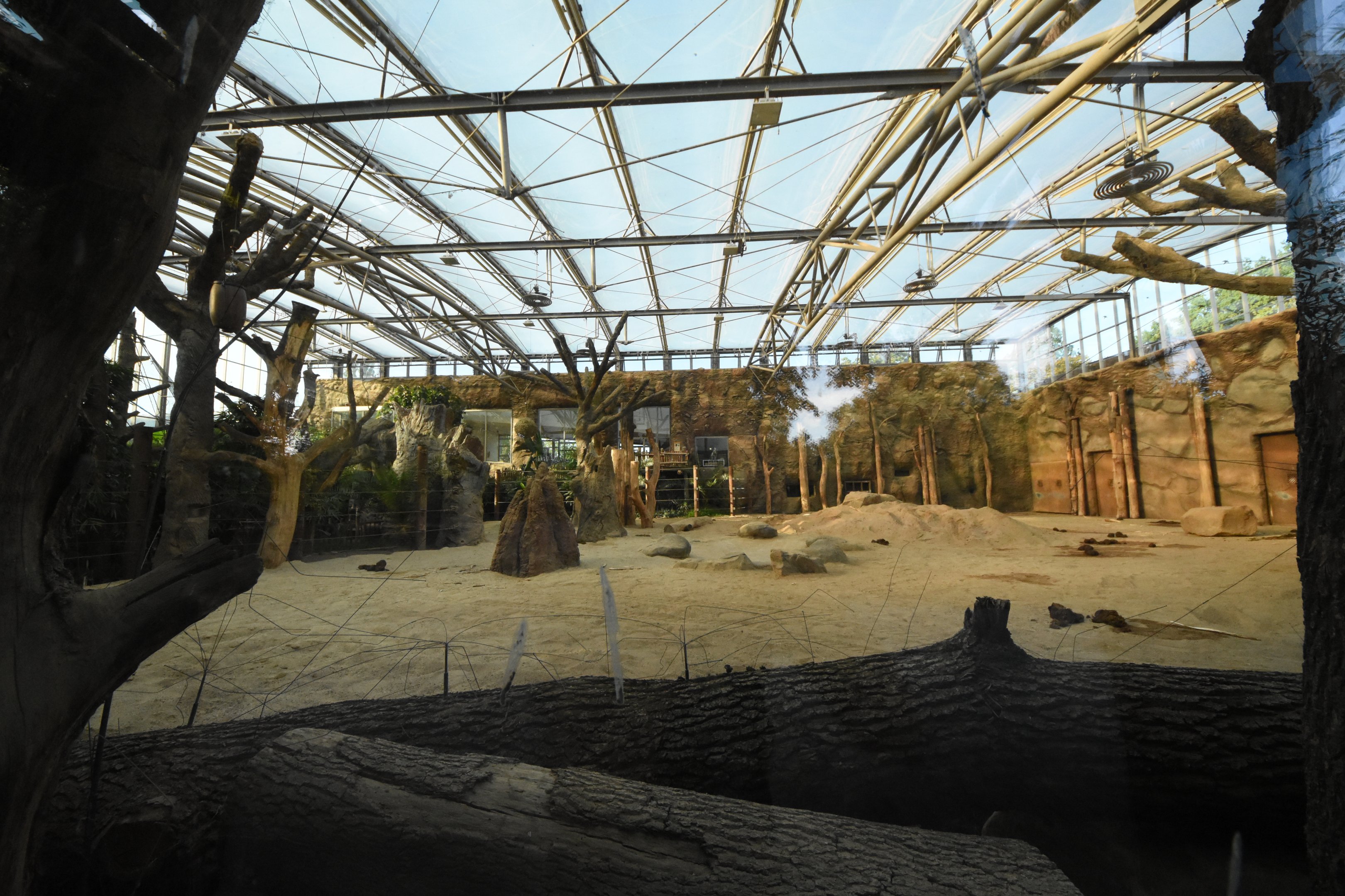 Africa house - African elephant indoors