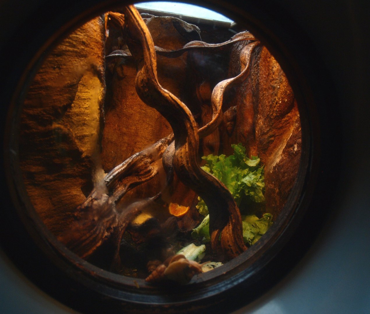 Africa House - African giant land snail terrarium, 2015-07-19