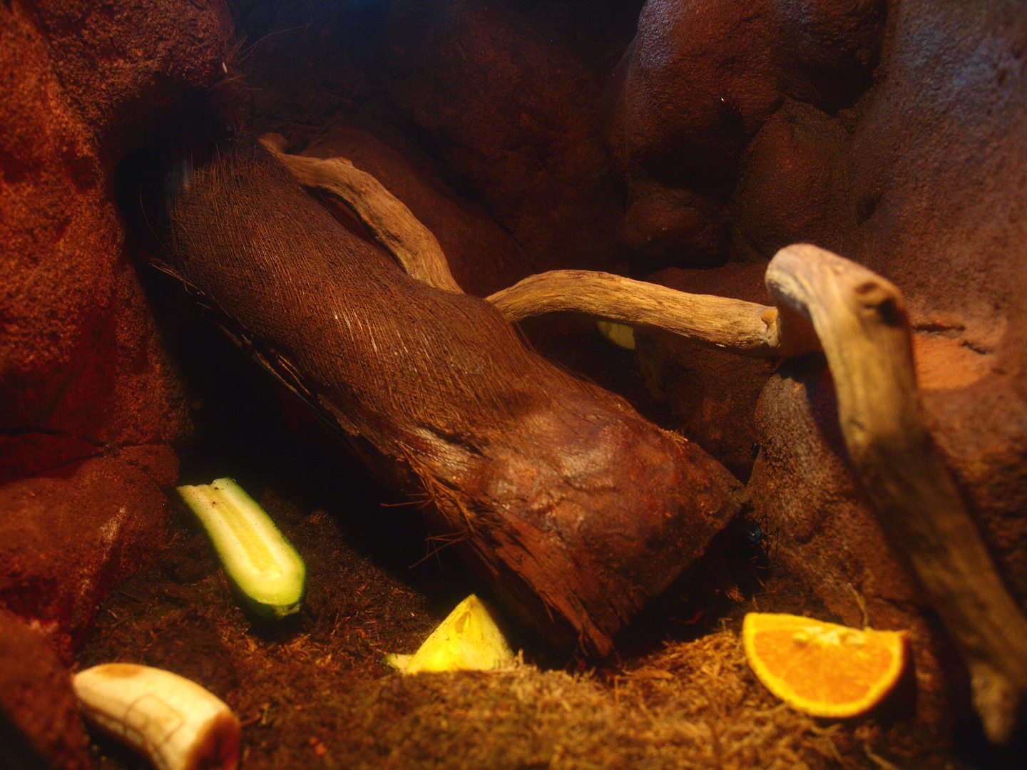 Africa House - African giant millipede terrarium, 2015-07-19