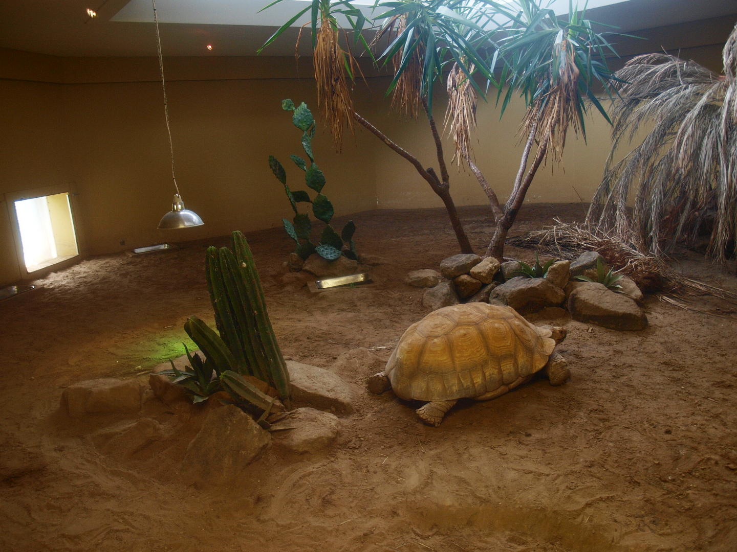 Africa House - African spurred tortoise indoor exhibit, 2015-07-19