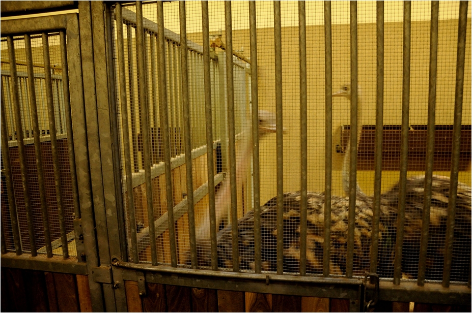 Africa-house at Hamburg