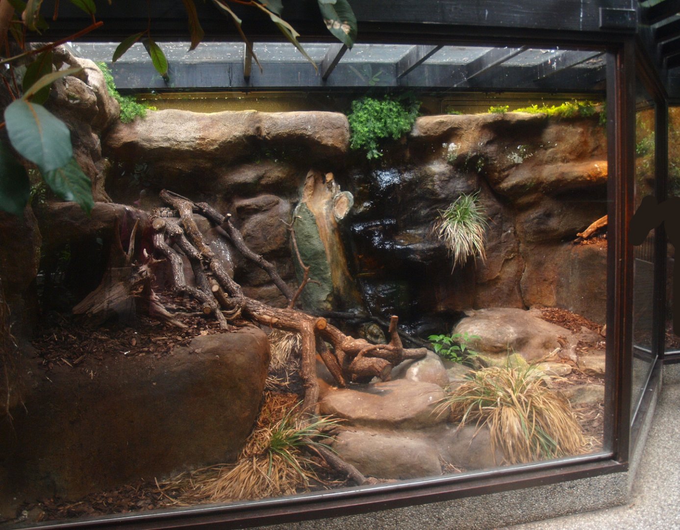 Africa House - Ball python terrarium, 2015-07-19