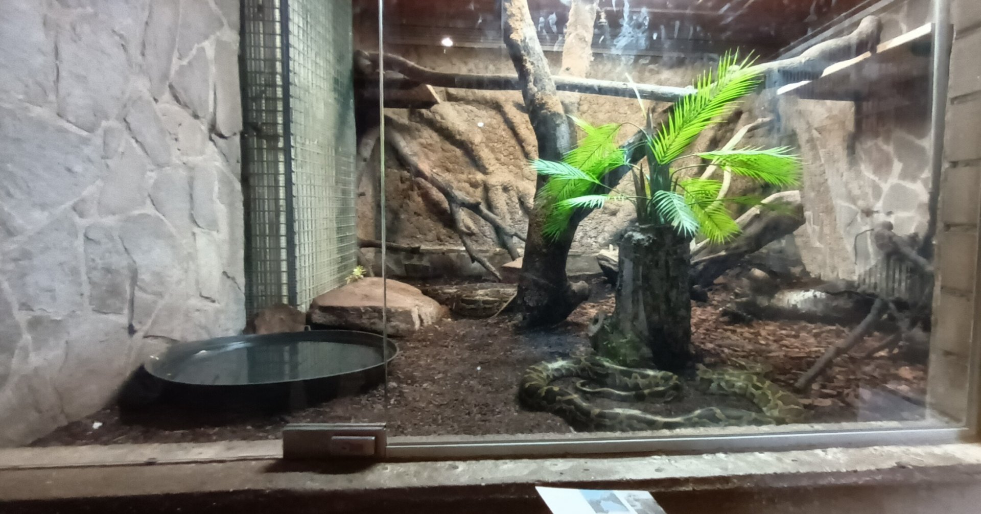 Africa House: Burmese Python Habitat