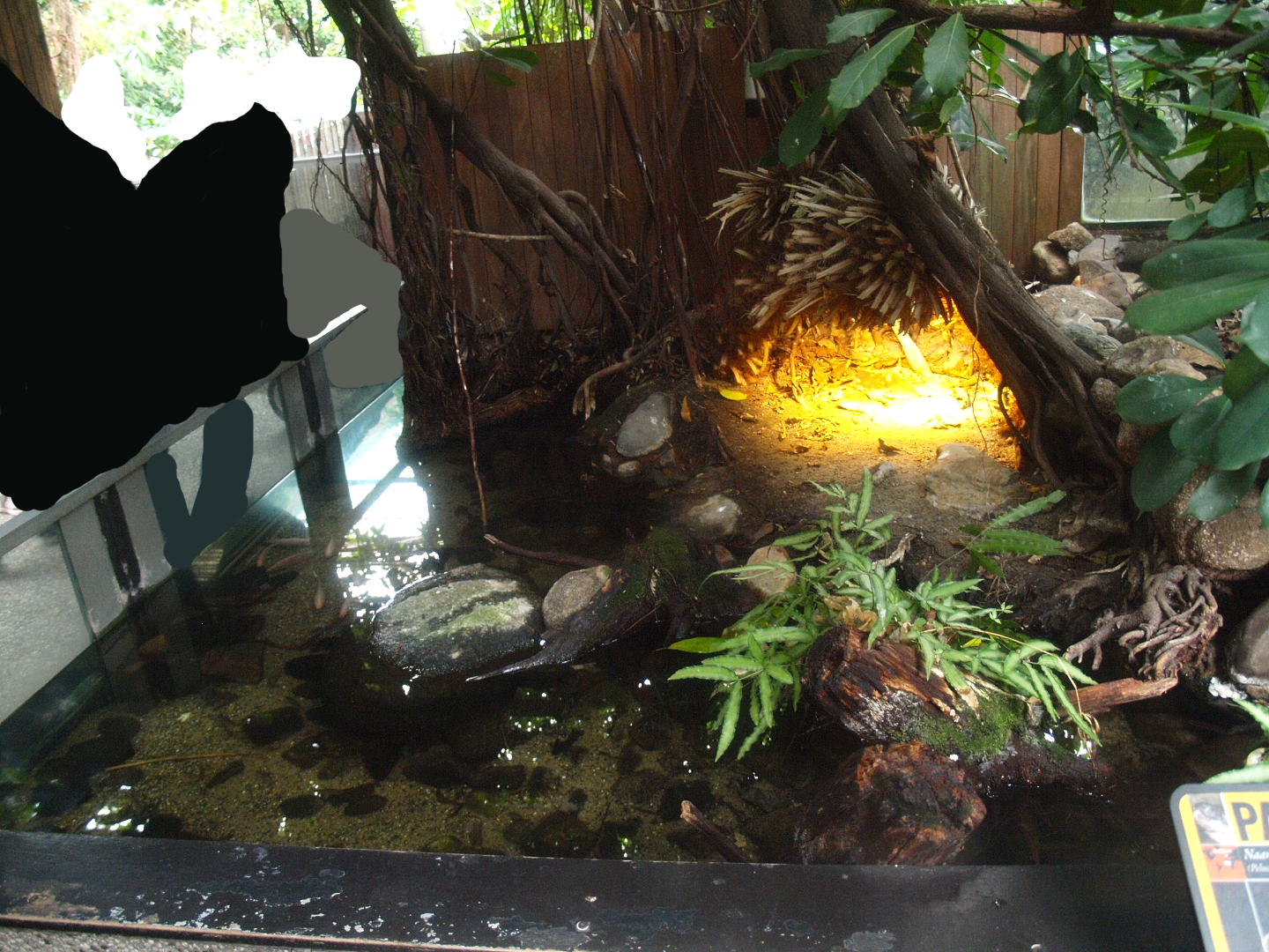Africa House - Cichlids, Helmeted turtle and Mud turtle exhibit, 2015-07-19