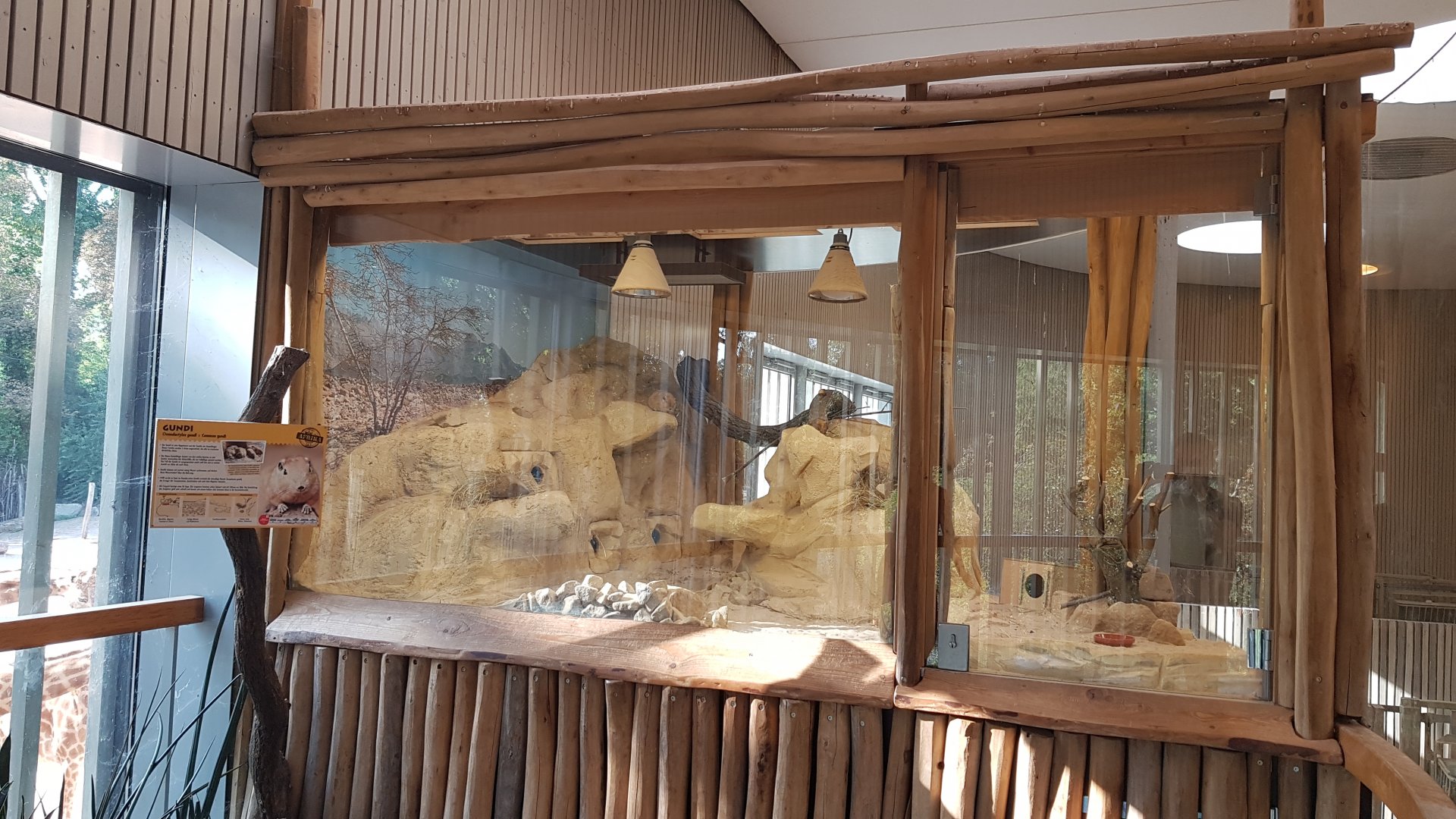 Africa house - Common gundi exhibit