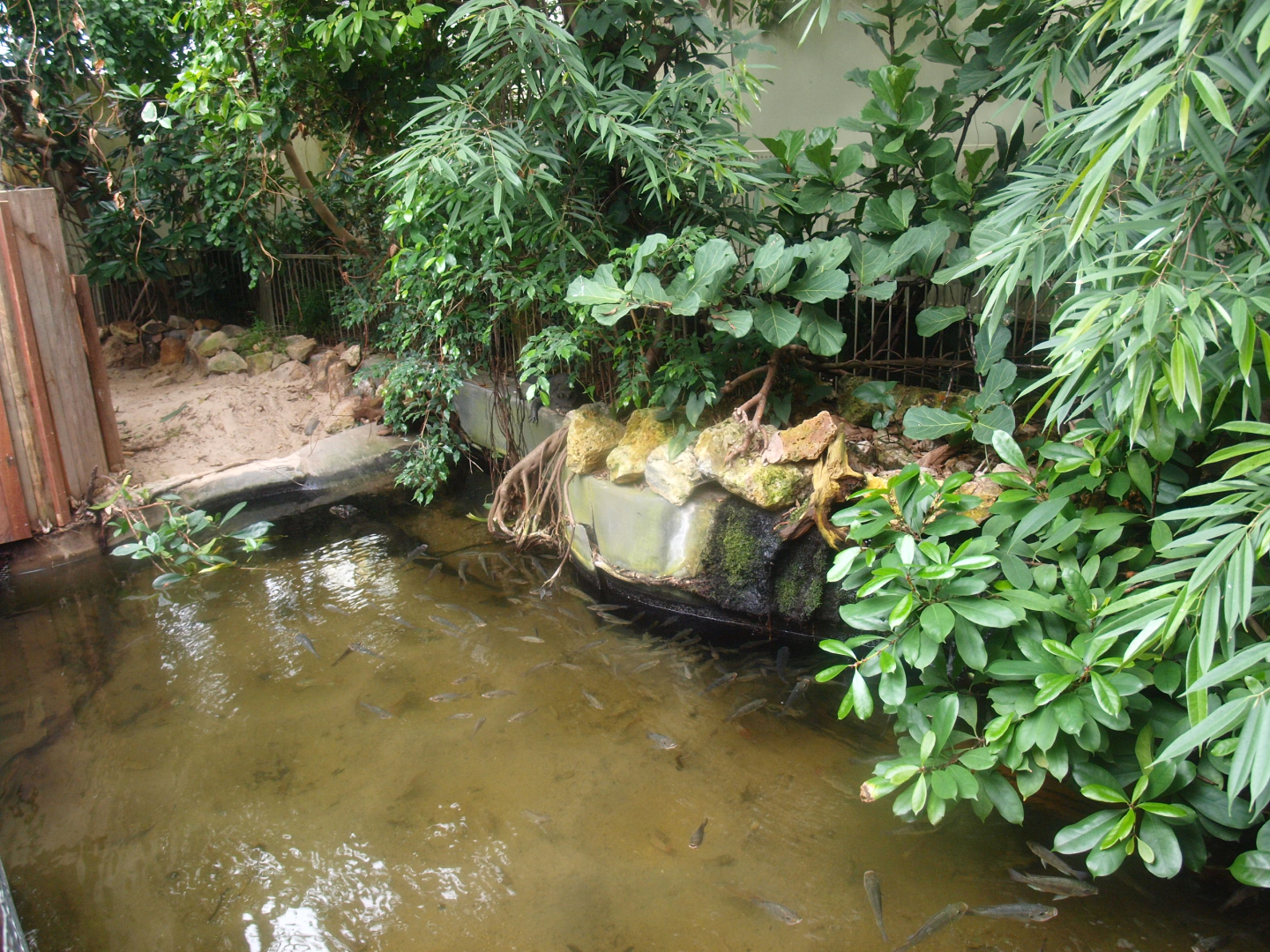 Africa House - Dwarf crocodile exhibit, 2015-07-19